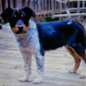 Meet your Posher, Thomas